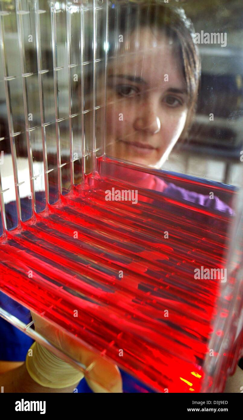 (dpa) - An employee holds up a deck of trays used for the production of retroviral vectors at The European Institute for Research and Development of Transplantation Strategies (EUFETS AG) in Idar-Oberstein, Germany, 13 February 2004. The intent of EUFETS is to support cell and gene therapy concepts. Stock Photo