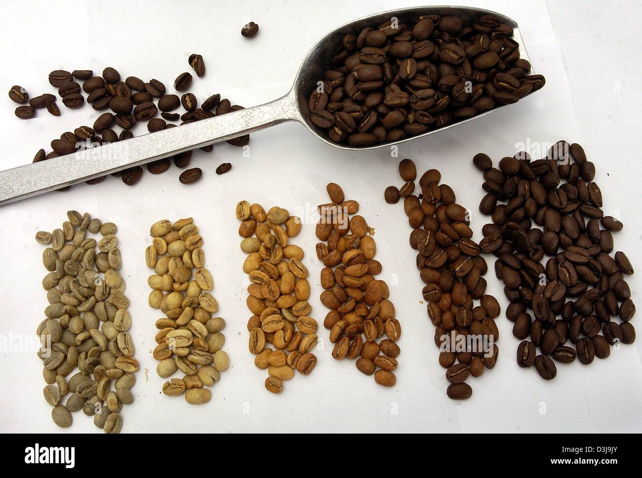 (dpa) Coffee beans in different degrees of roasting are on display at