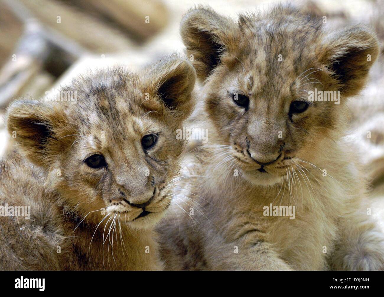 (dpa files) - Small lion siblings 'Princess Joy' and 'Prince Juan' smile a little tiredly after playing together at the Frankfurt, Germany, zoo, 17 March 2004. The offspring, which was born in Frankfurt last December, will be allowed in the outside enclosure once the temperatures rise to appropriate levels. Stock Photo