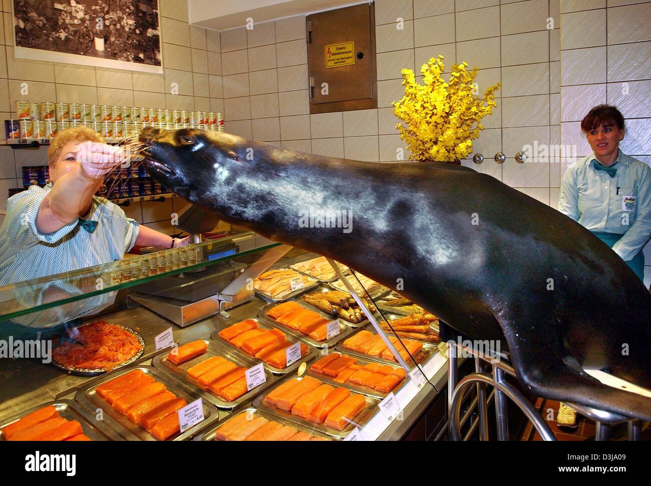 (dpa) - Dolly the sea lion receives a delicious fishy treat from a ...