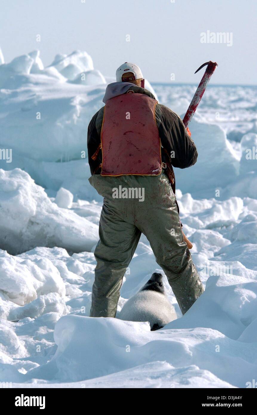 Canada seal hunt hires stock photography and images Alamy