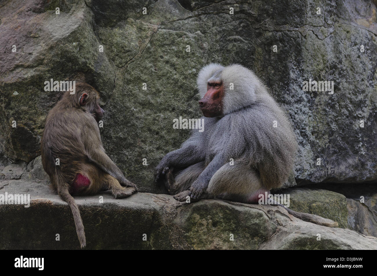 Male and female monkey hi-res stock photography and images - Alamy