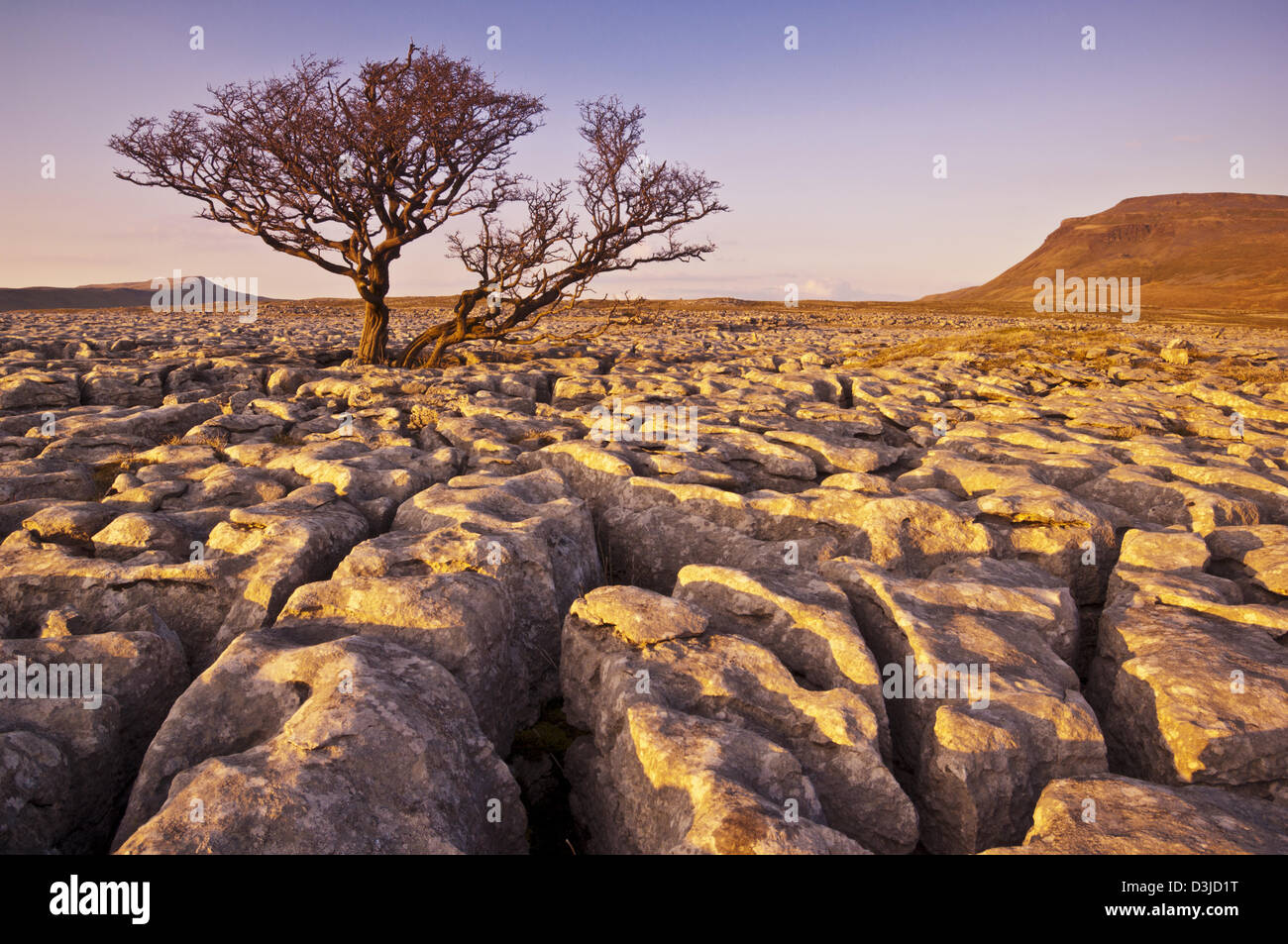 Yorkshire Dales National park Hawthorne Tree growing through the Limestone Pavement at White Scars Ingleborough Yorkshire Dales Yorkshire England UK Stock Photo