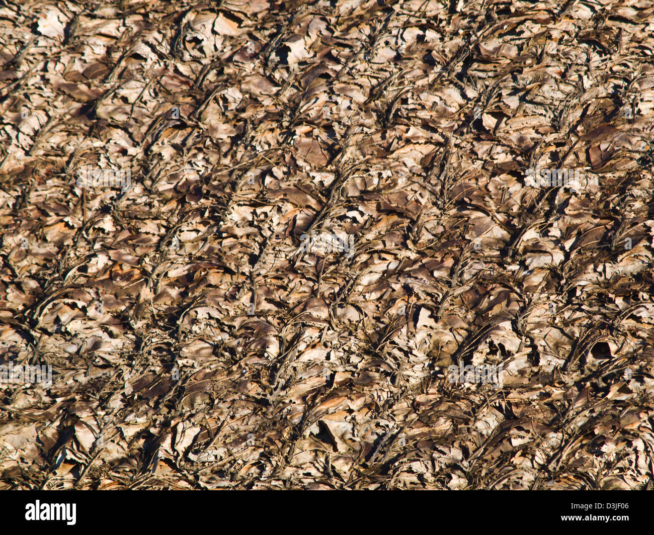 Brown dried leaves used as roof in Mae Hong Son, Thailand as background ...