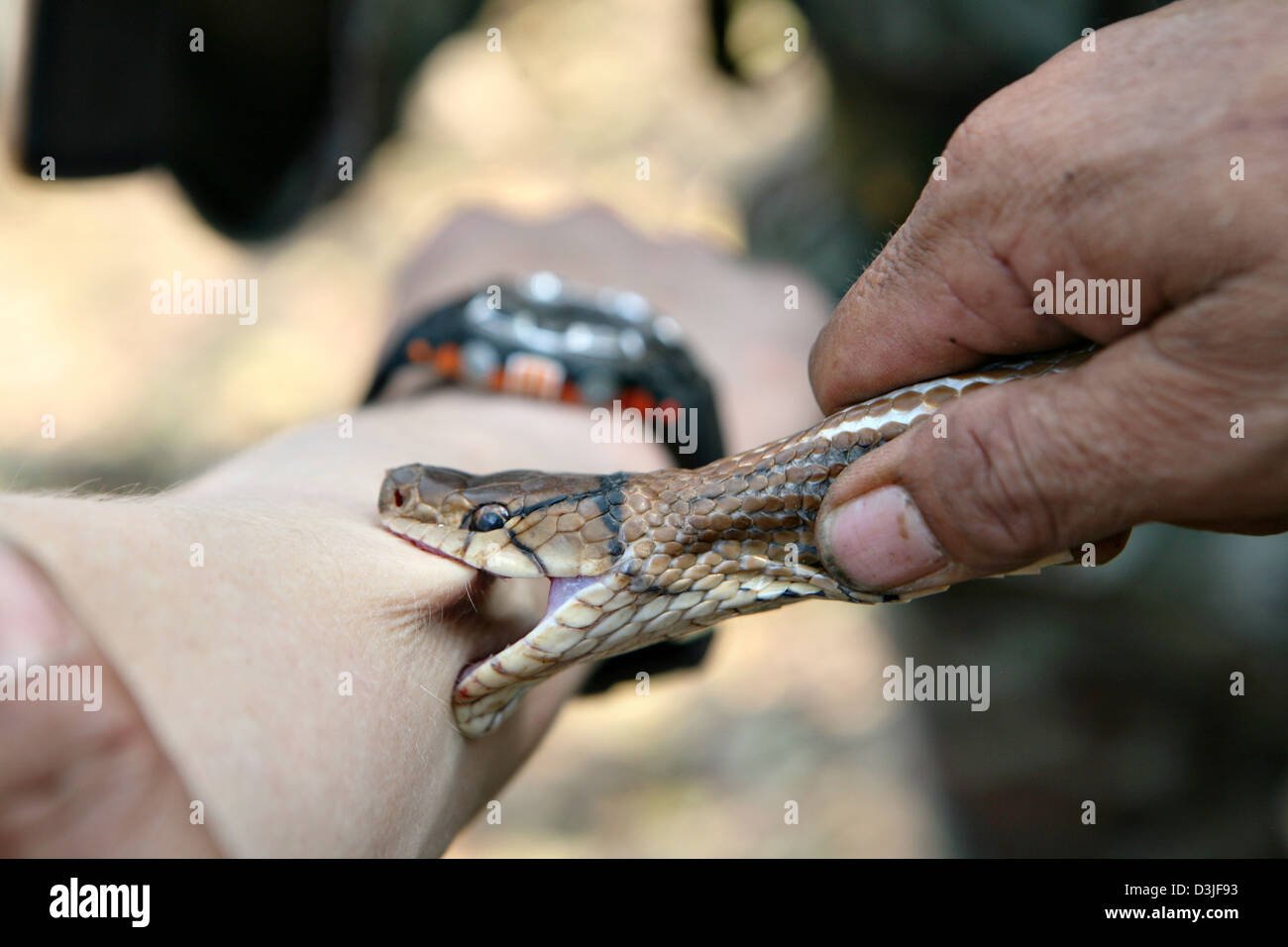 A Royal Thai special forces soldier demonstrates how to safely remove a nonpoisonous snake after a bite to US Marines during a jungle survival course February 16, 2013 in Ban Chan Krem, Thailand. The class teaches Marines basic jungle survival techniques as part of Exercise Cobra Gold 2013. Stock Photo