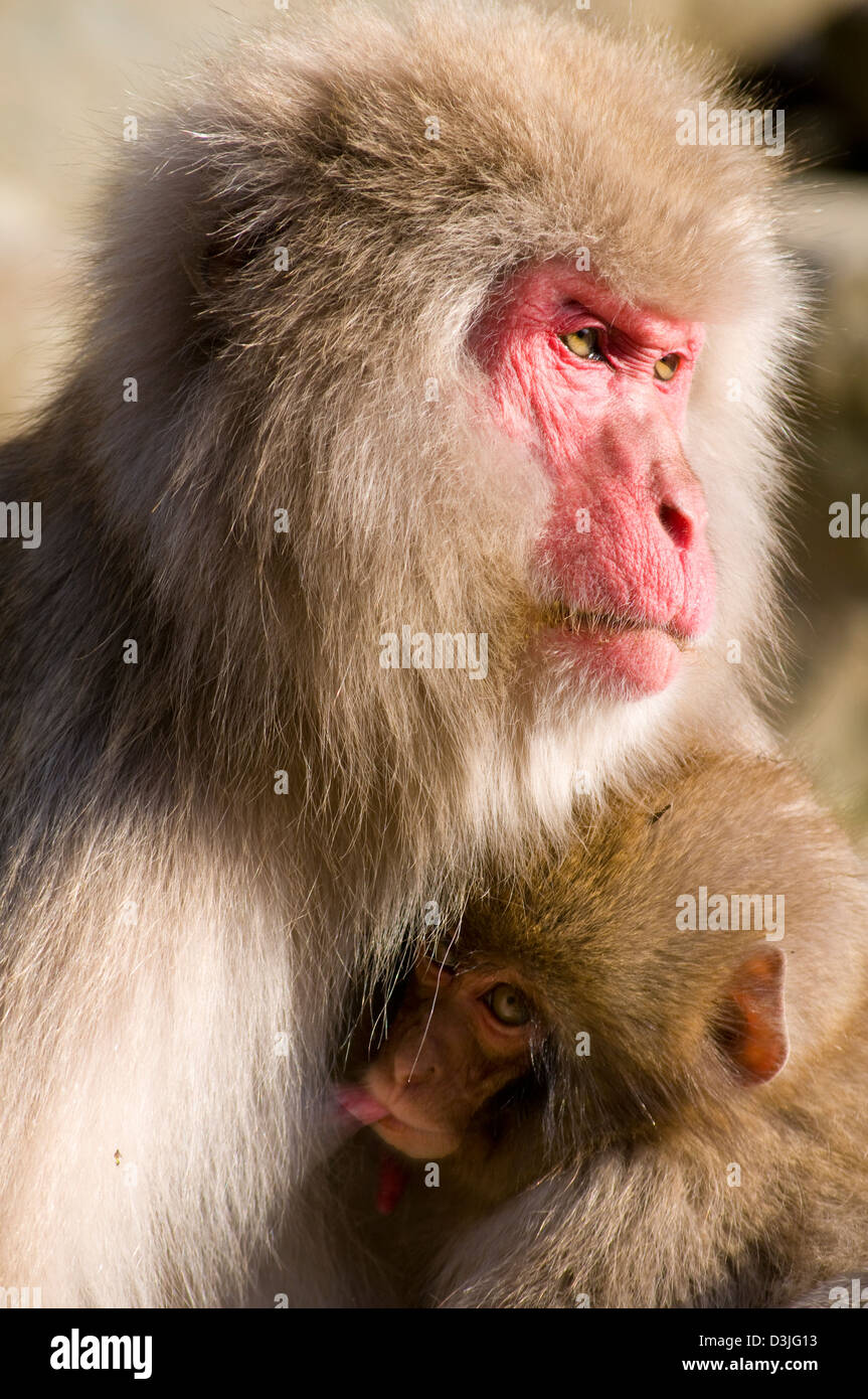 Japanese monkeys hi-res stock photography and images - Alamy