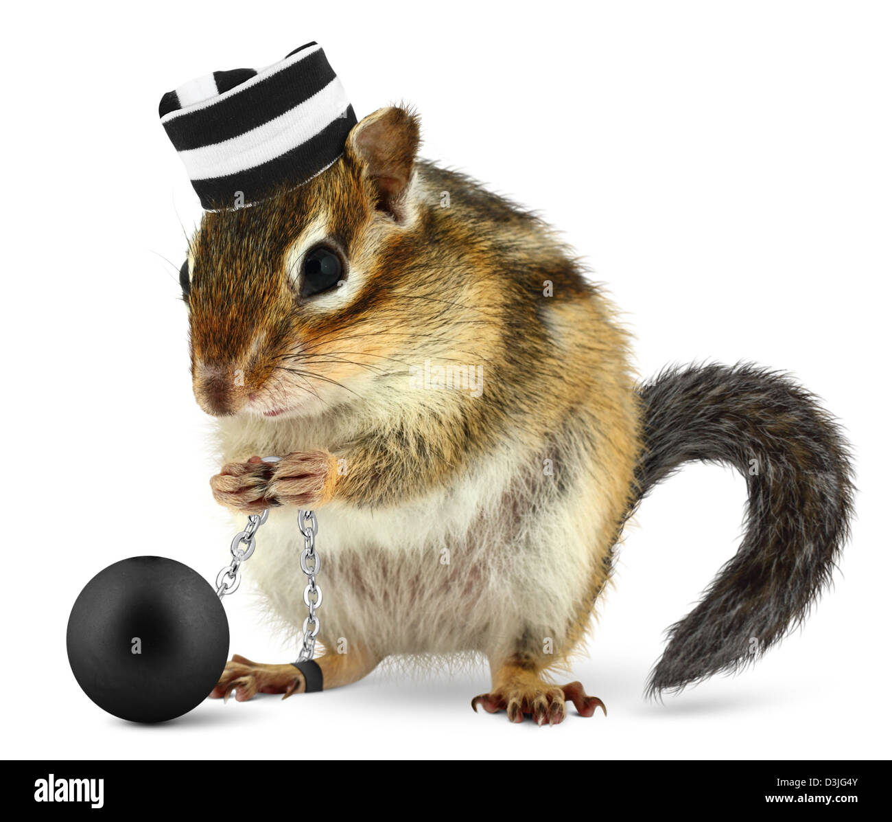 Funny criminal chipmunk in prison hat, isolated on white Stock Photo