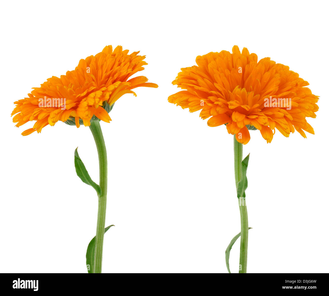 flowers of calendula Isolated on white Stock Photo