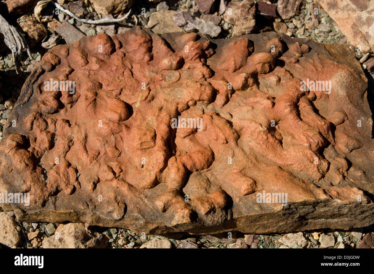 Grand Canyon Fossil Worm Tracks 3823 Stock Photo Alamy