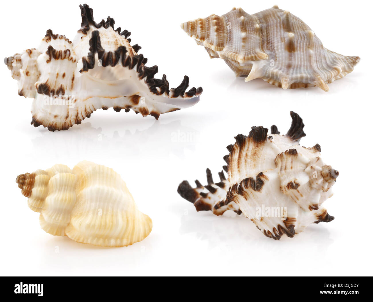Set of sea cockleshells isolated on white Stock Photo