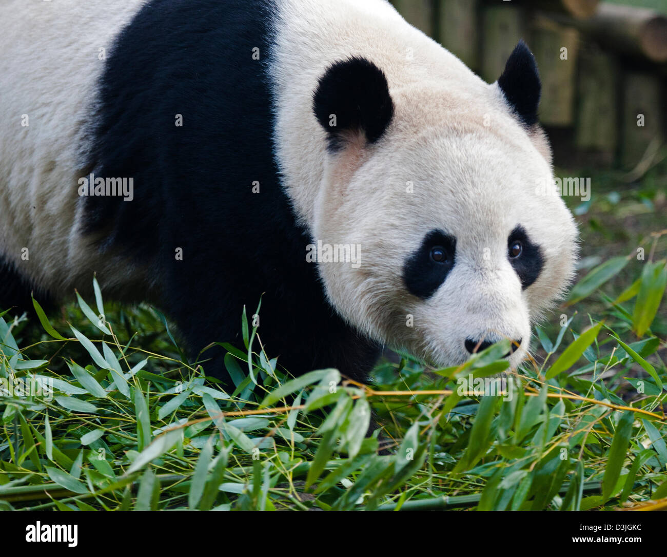 Edinburgh Zoo, Scotland, UK. 20th Feb 2013. Members of the UK Media gather at the enclosure of male panda Yang Guang "Sunshine" while he roams back and forward scent marking, doing hand stands against walls and peering through the closed wire mesh opening which separates him from Tian Tian "Sweetie". According to zoo staff the pair are showing encouraging signs that they are ready to mate and it is hoped that this will occur within the next few weeks. Yang Guang normally eats 35kg of food per day, currently he is eating 50kg mainly bamboo. Stock Photo