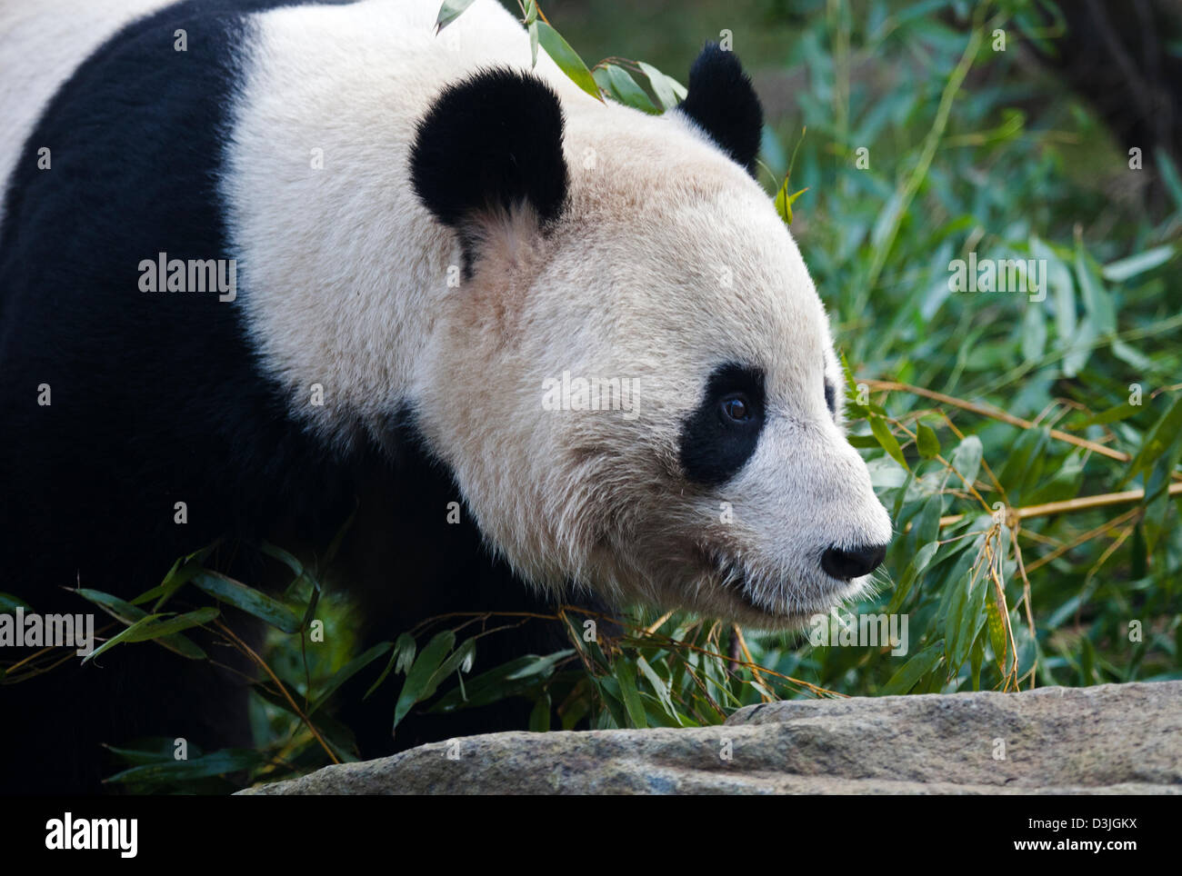 Edinburgh Zoo, Scotland, UK. 20th Feb 2013. Members of the UK Media gather at the enclosure of male panda Yang Guang 'Sunshine' while he roams back and forward scent marking, doing hand stands against walls and peering through the closed wire mesh opening which separates him from Tian Tian 'Sweetie'. According to zoo staff the pair are showing encouraging signs that they are ready to mate and it is hoped that this will occur within the next few weeks. Yang Guang normally eats 35kg of food per day, currently he is eating 50kg mainly bamboo. Stock Photo