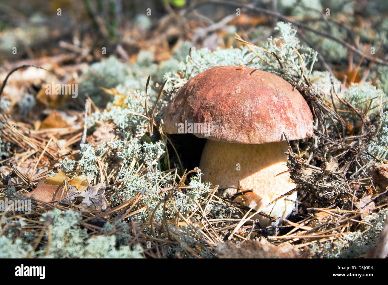 Cep grown in the autumn in wood Stock Photo