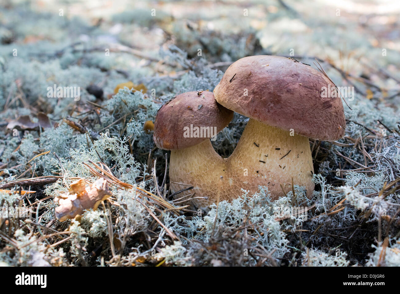 Cep grown in the autumn in wood Stock Photo