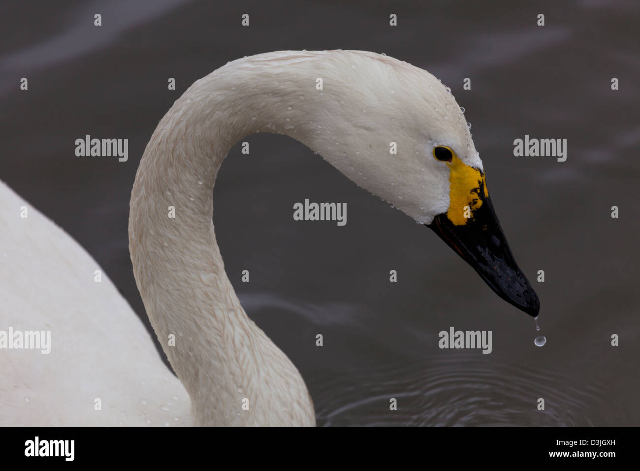 The Bewick’s Swan (Cygnus columbianus) Stock Photo