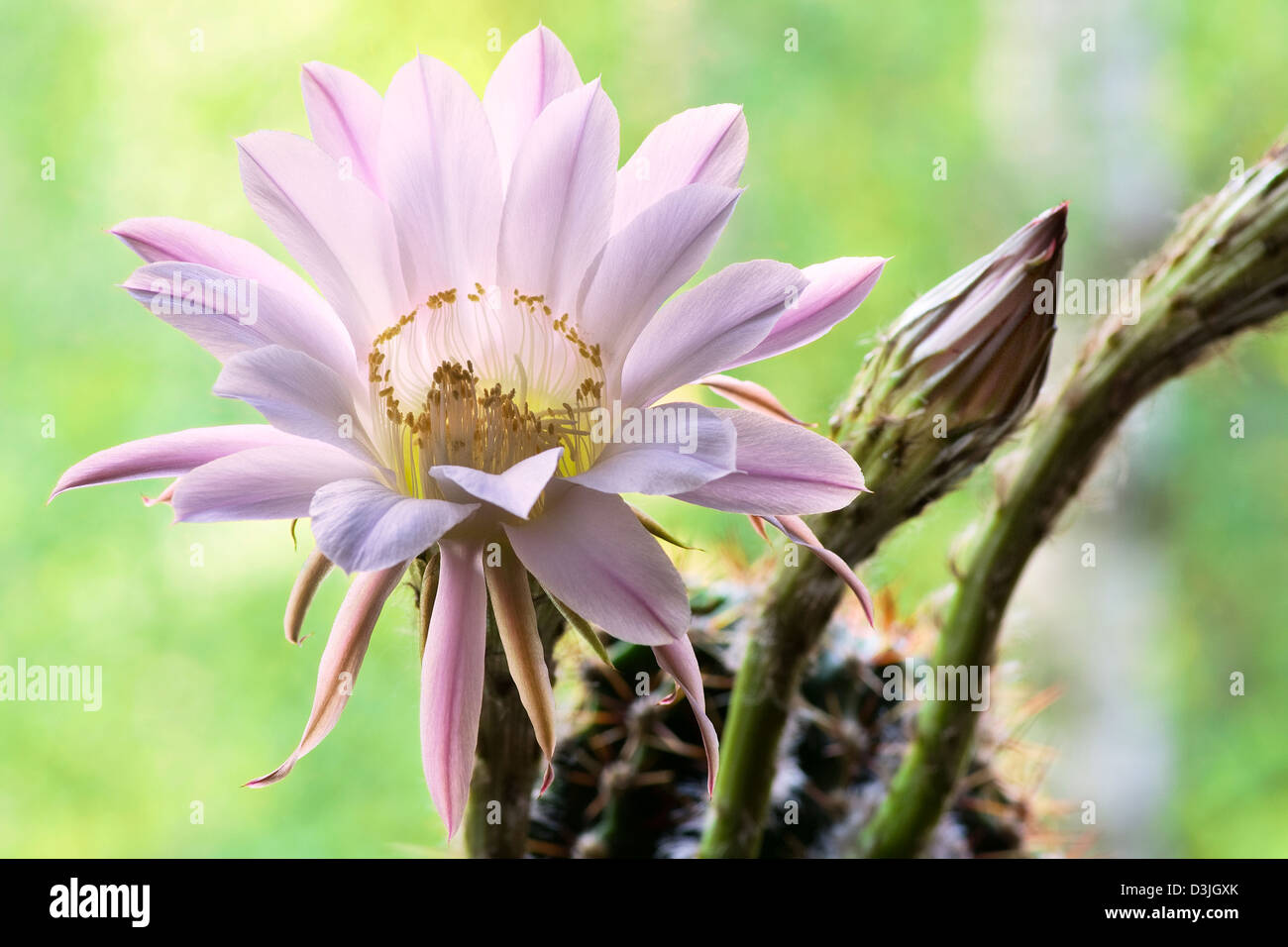 Pink flowers of a cactus close up Stock Photo