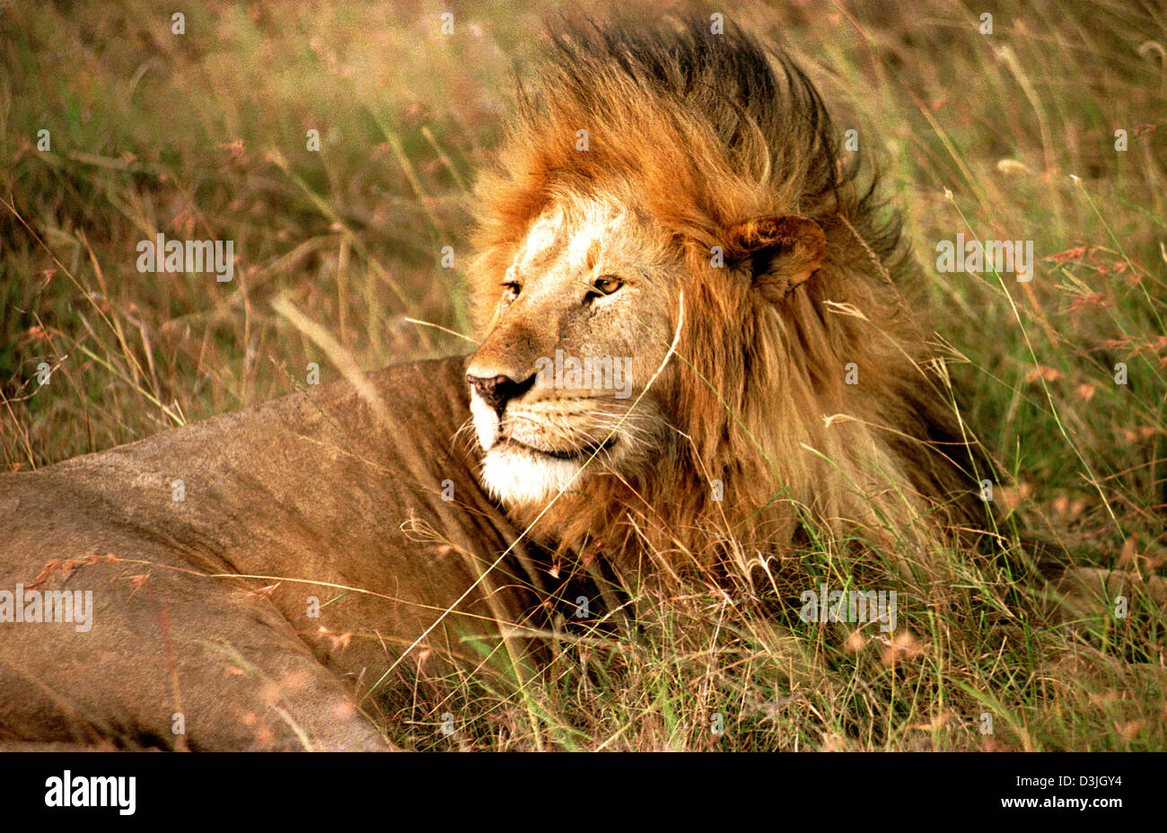 Large maned male lion in the Masai Mara Game Reserve, Kenya Stock Photo ...