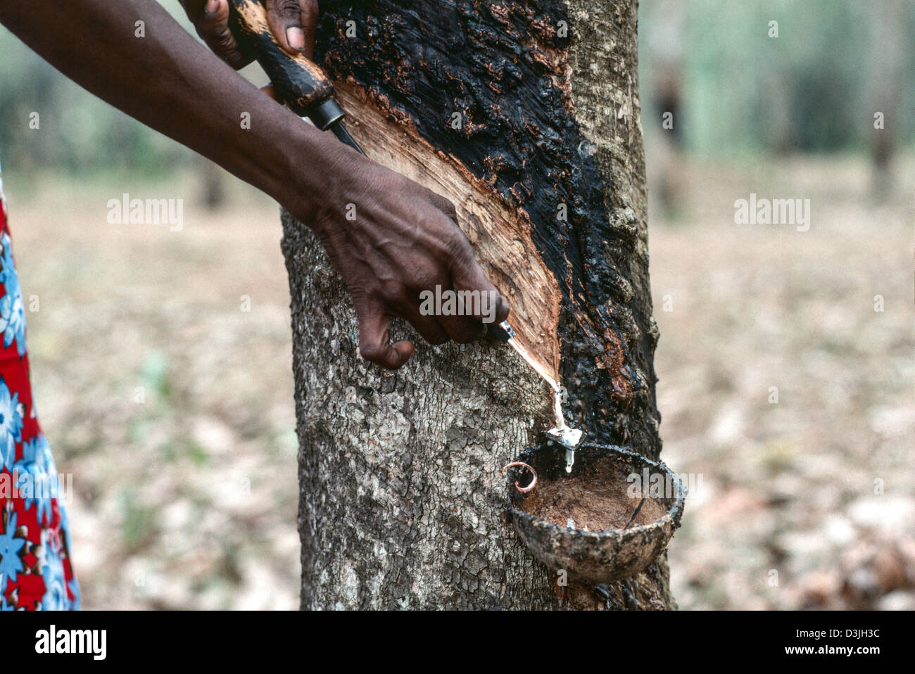Closeup of a woman tapping a rubber tree for latex. Sri Lanka Stock