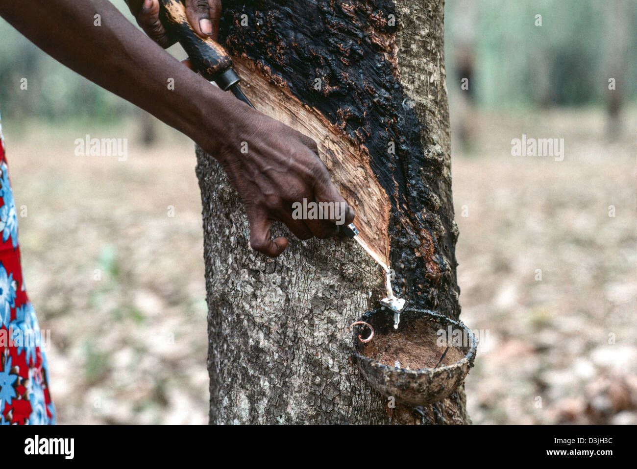 Close-up of a woman tapping a rubber tree for latex. Sri Lanka Stock Photo