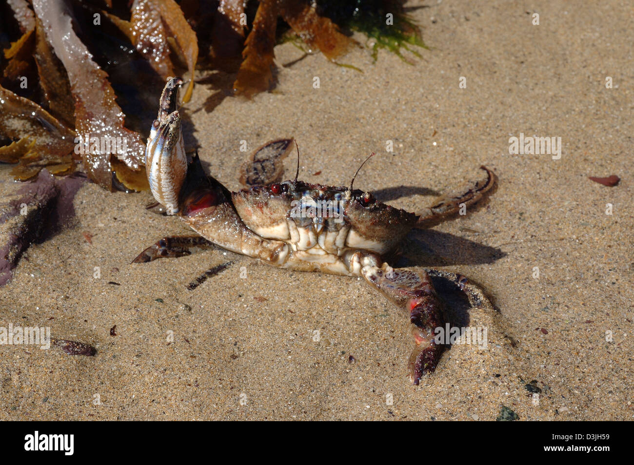 Velvet swimming crab (Necora (= Macropipus, = Liocarcinus, = Portunus) puber: Portunidae) in defence pose UK Stock Photo