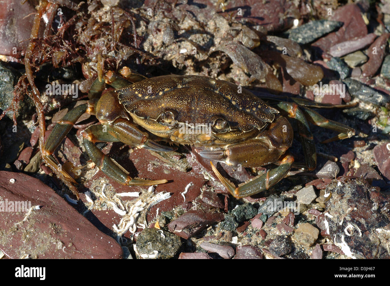 Green shore crab (Carcinus maenas: Portunidae) UK Stock Photo