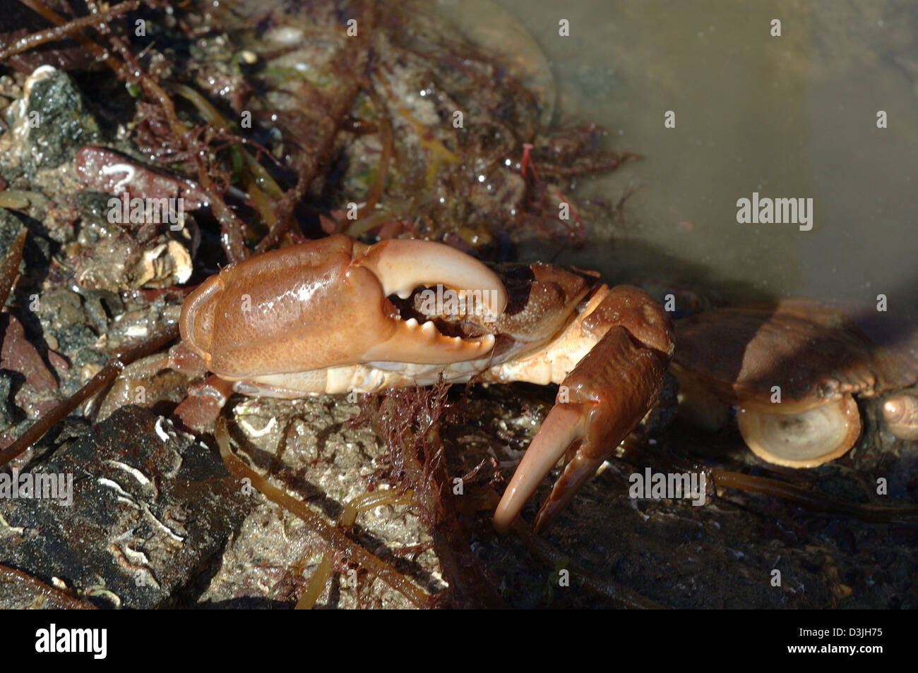 Furrowed crab (Xantho incisus / hydrophilus: Xanthidae) on the lower shore UK Stock Photo