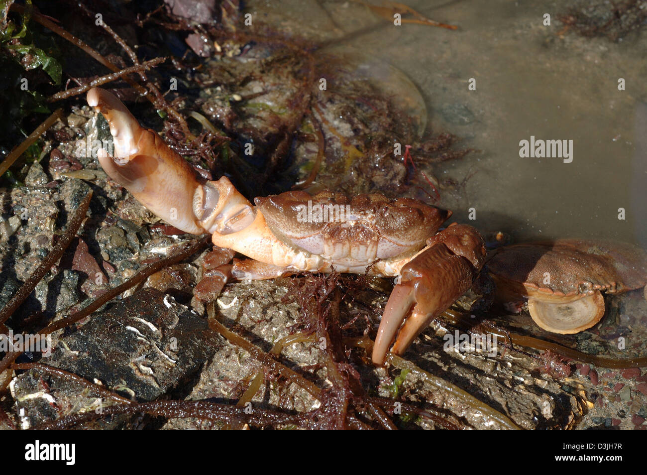 Crab (Xantho incisus / hydrophilus: Xanthidae) in defensive pose on the lower shore UK Stock Photo