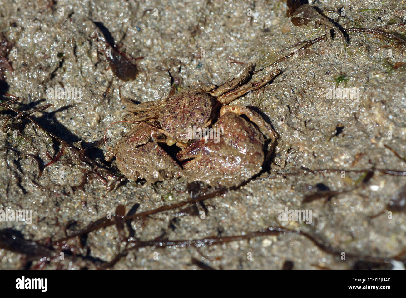 Broad-clawed porcelain crab (Porcellana platycheles: Porcellanidae) on the lower shore UK Stock Photo