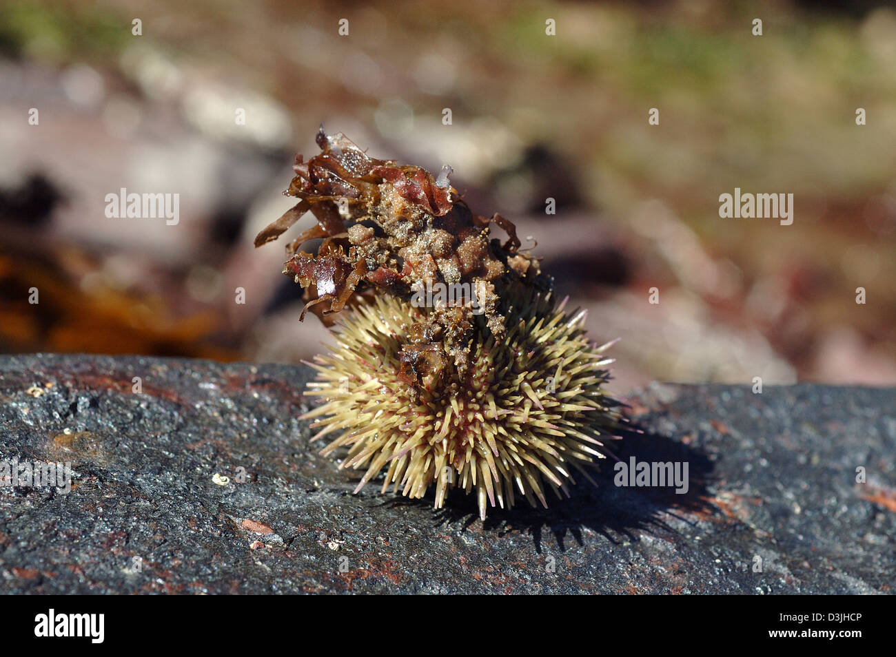 Green / Shore sea urchin (Psammechinus miliaris) with bits of seaweed attached as camouflage UK Stock Photo