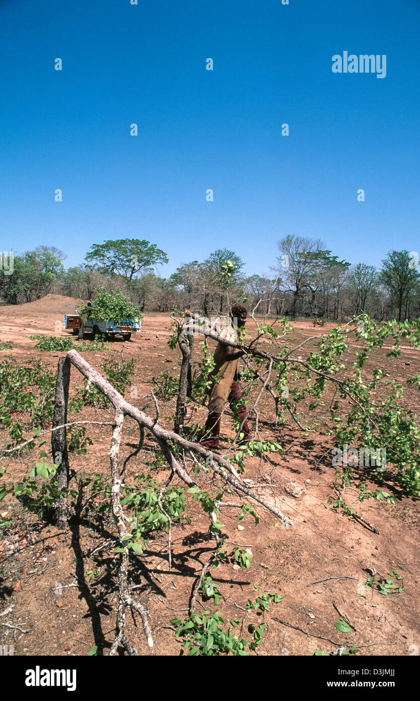 Farm worker cutting fodder to feed captive wild animals saved from ...