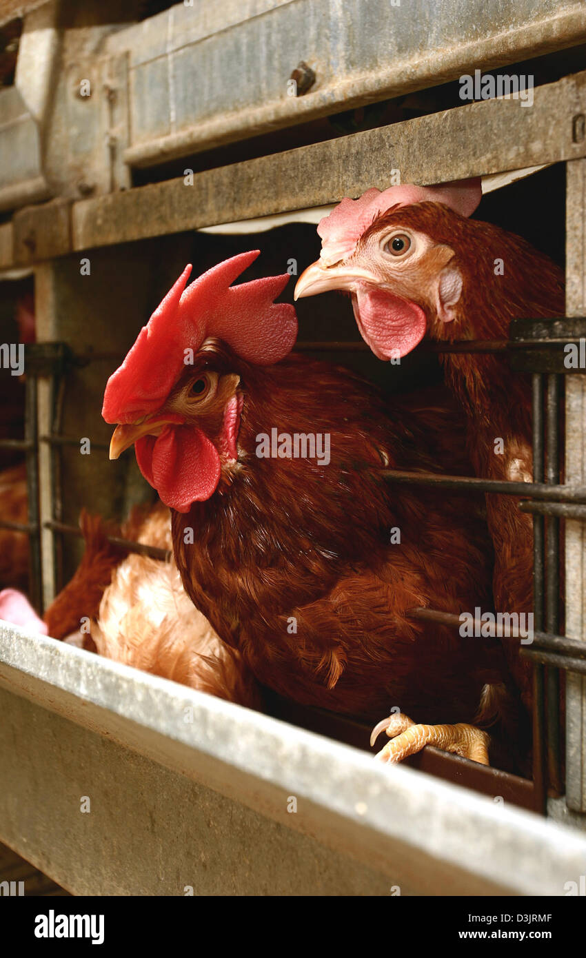 (dpa) A rooster in a laying battery in Germany on 22 December 2004