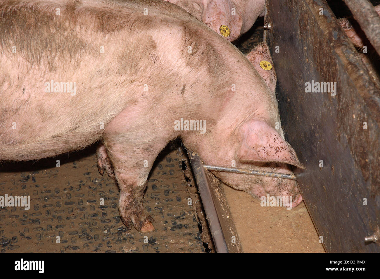 Fattening pigs feeding hires stock photography and images Alamy