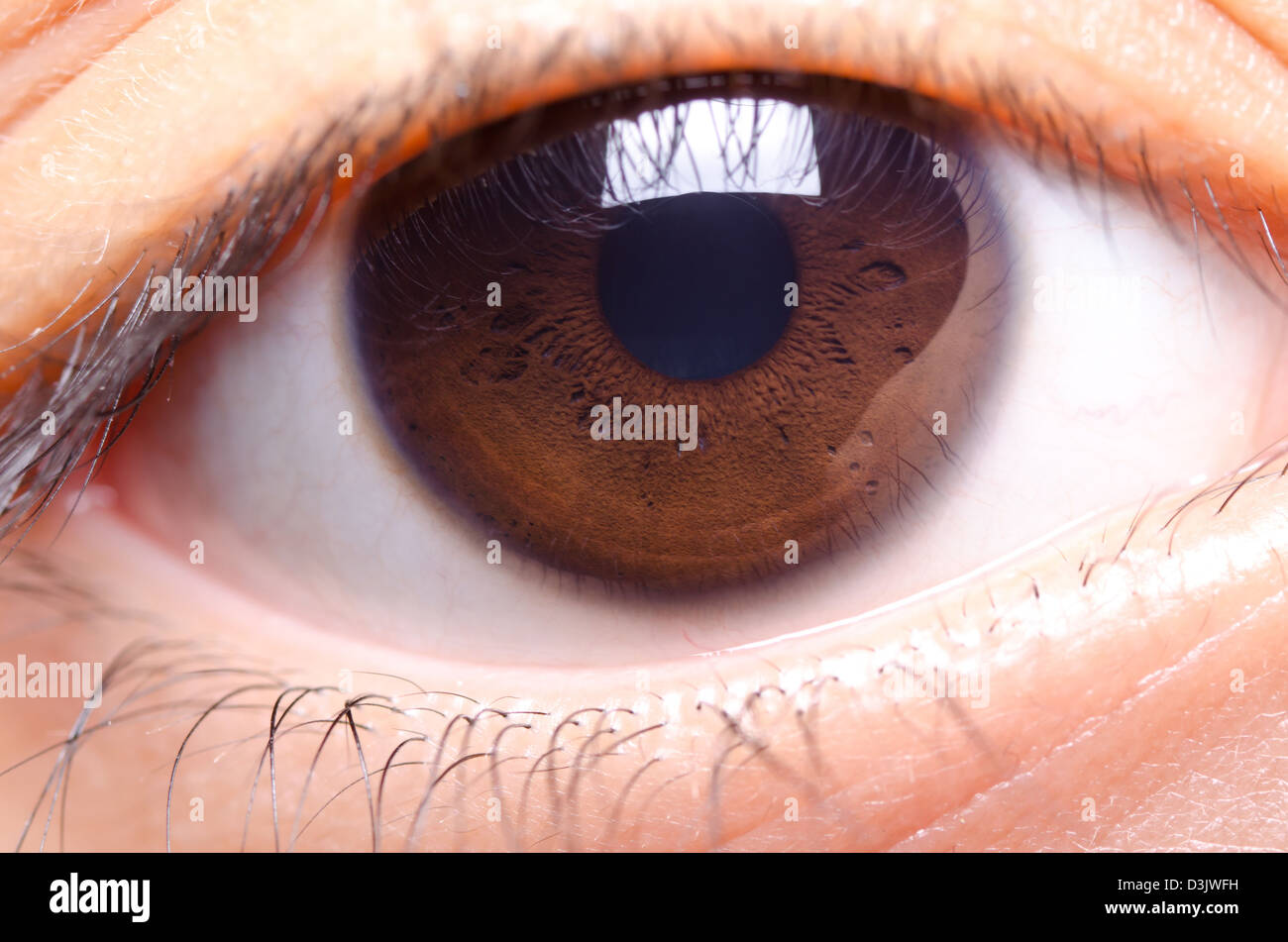 close up image of brown color human eye Stock Photo