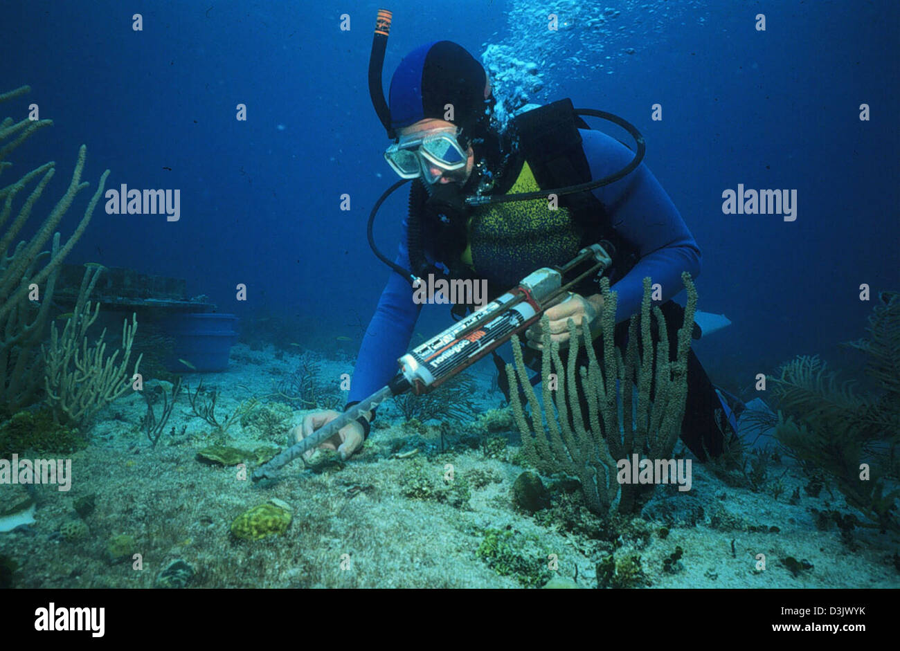 Restoring a Reef Stock Photo