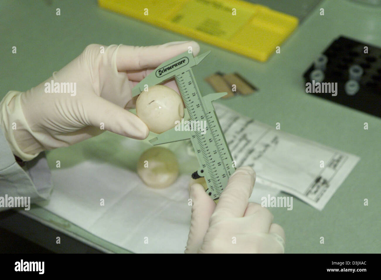 Measuring Sea Turtle Eggs Stock Photo