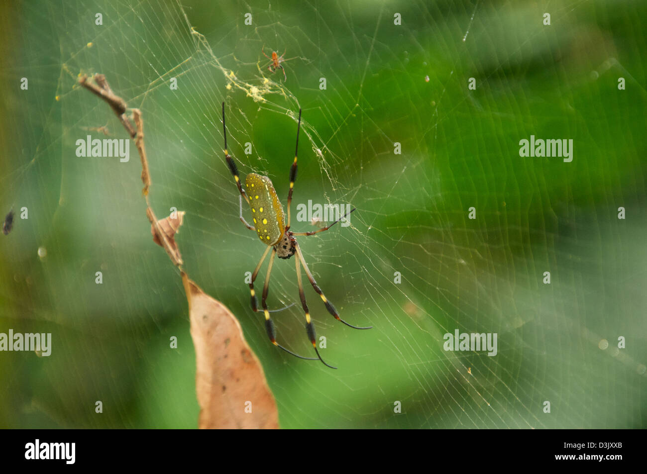 Golden Orb spider in Costa Rica forest Stock Photo