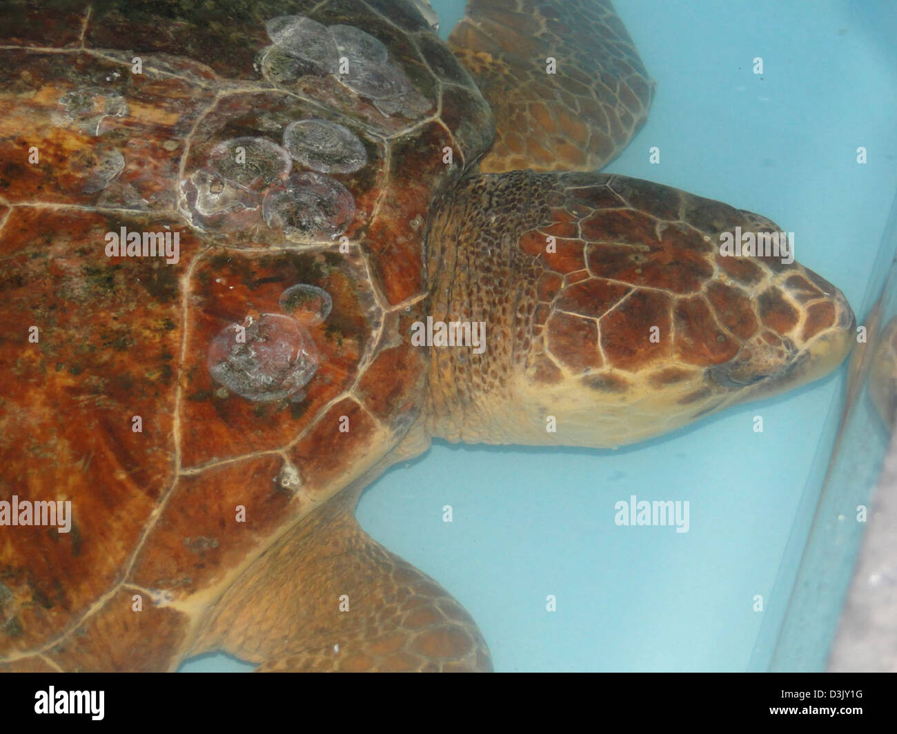 Oil spill sea turtle hi-res stock photography and images - Alamy