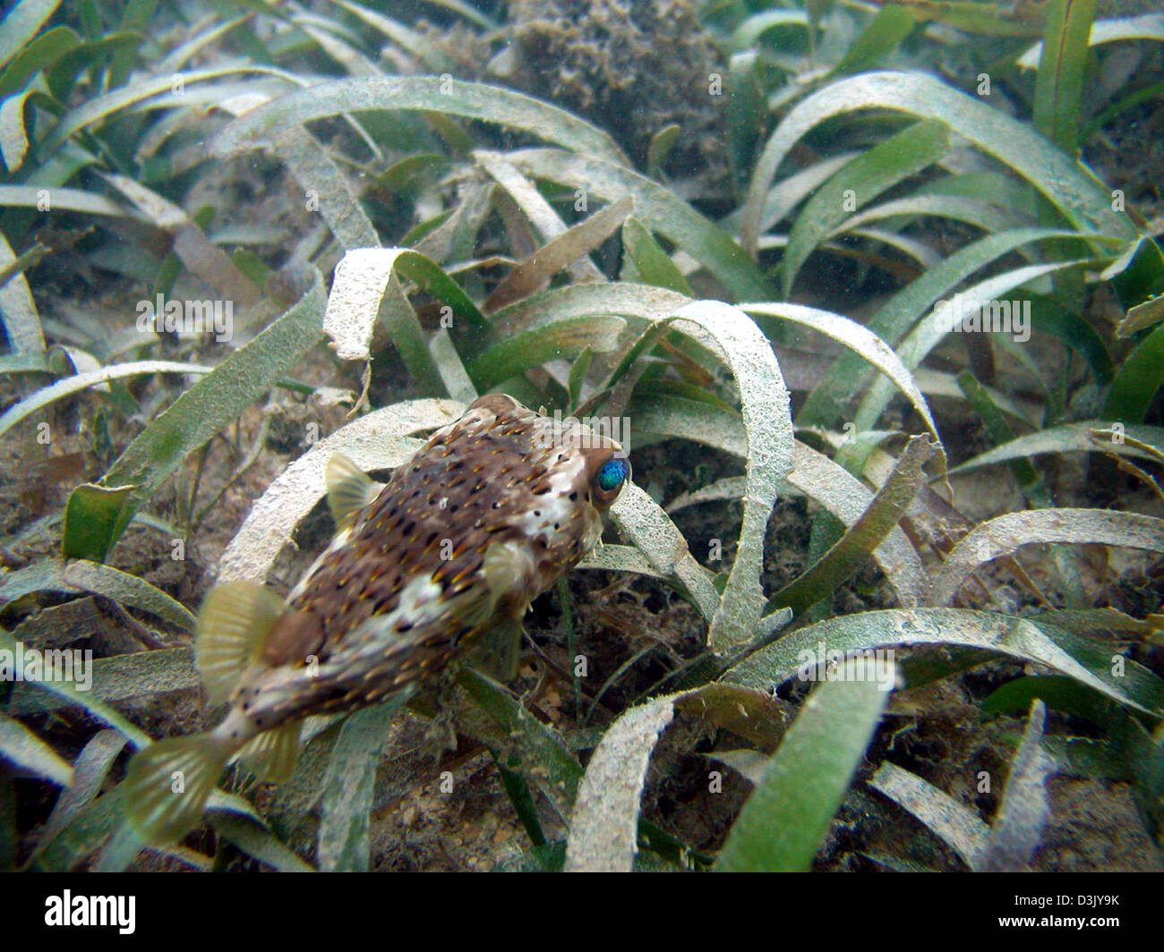 Balloonfish Stock Photo