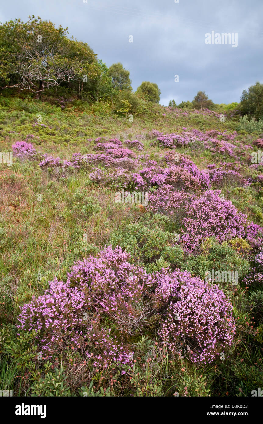 heather,calluna vulgaris,ardnamurchan,scotland Stock Photo