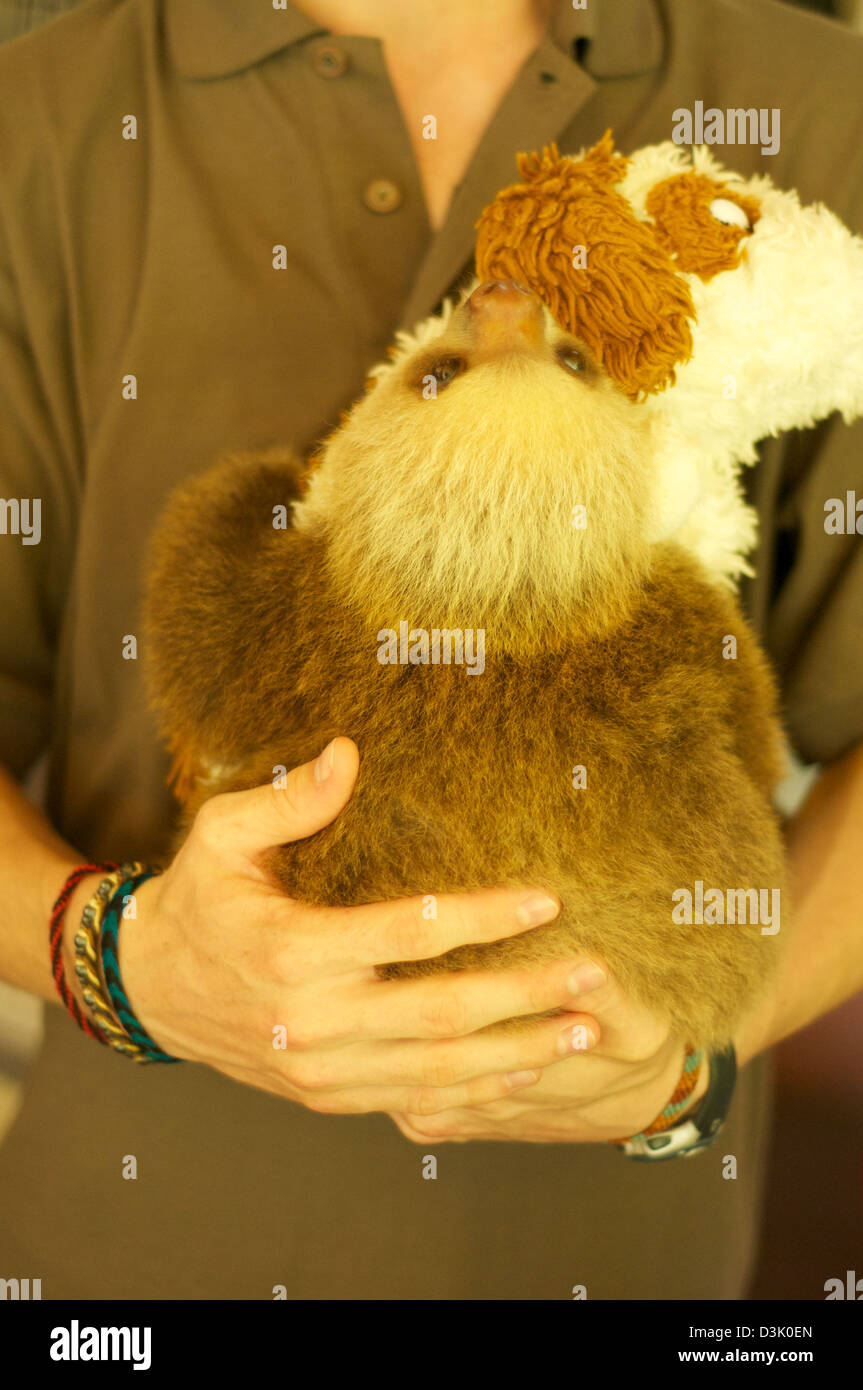 Baby sloth being cared for at the Sloth Sanctuary in Costa Rica Stock Photo