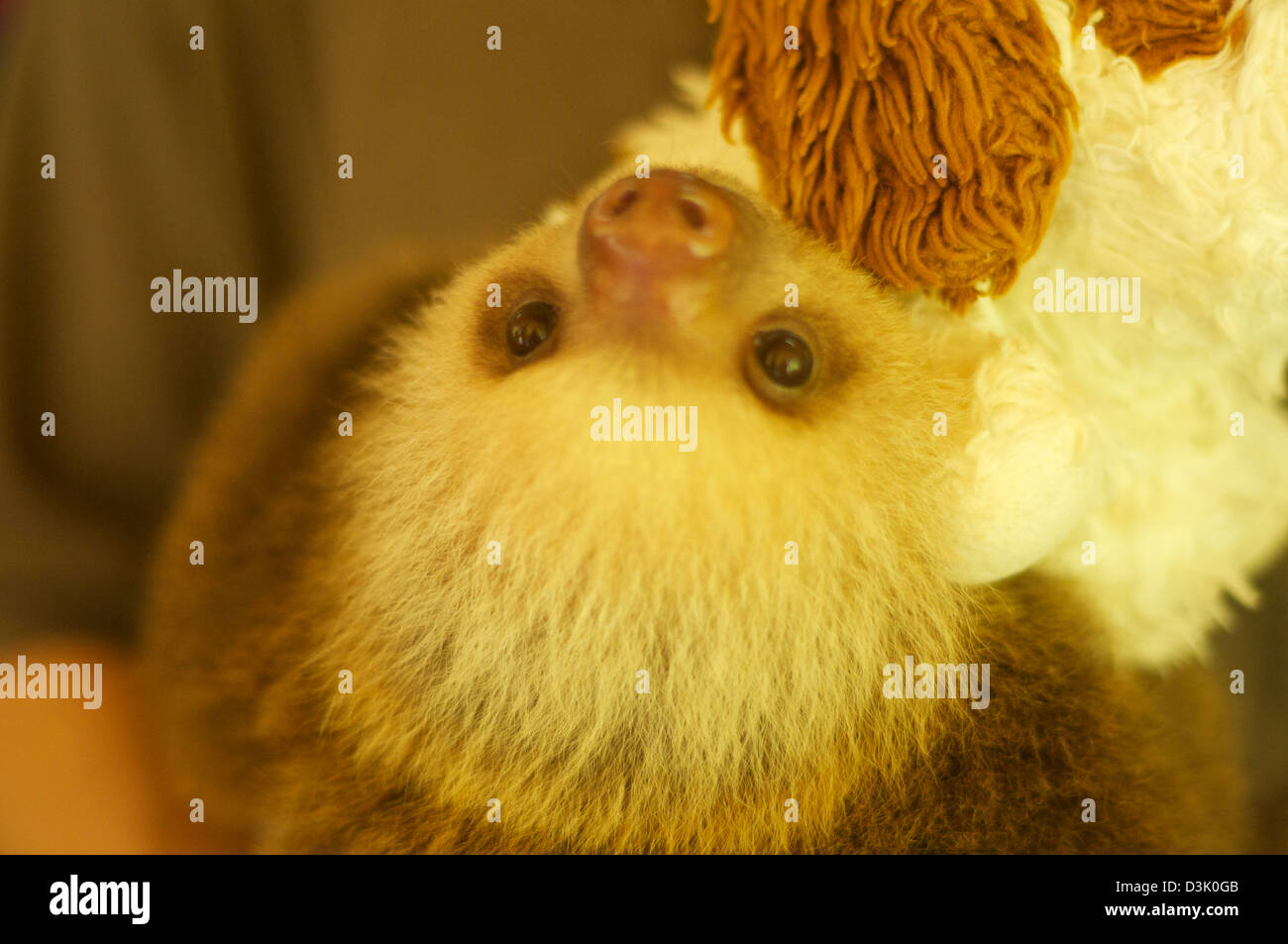 Baby sloth being cared for at the Sloth Sanctuary in Costa Rica Stock Photo