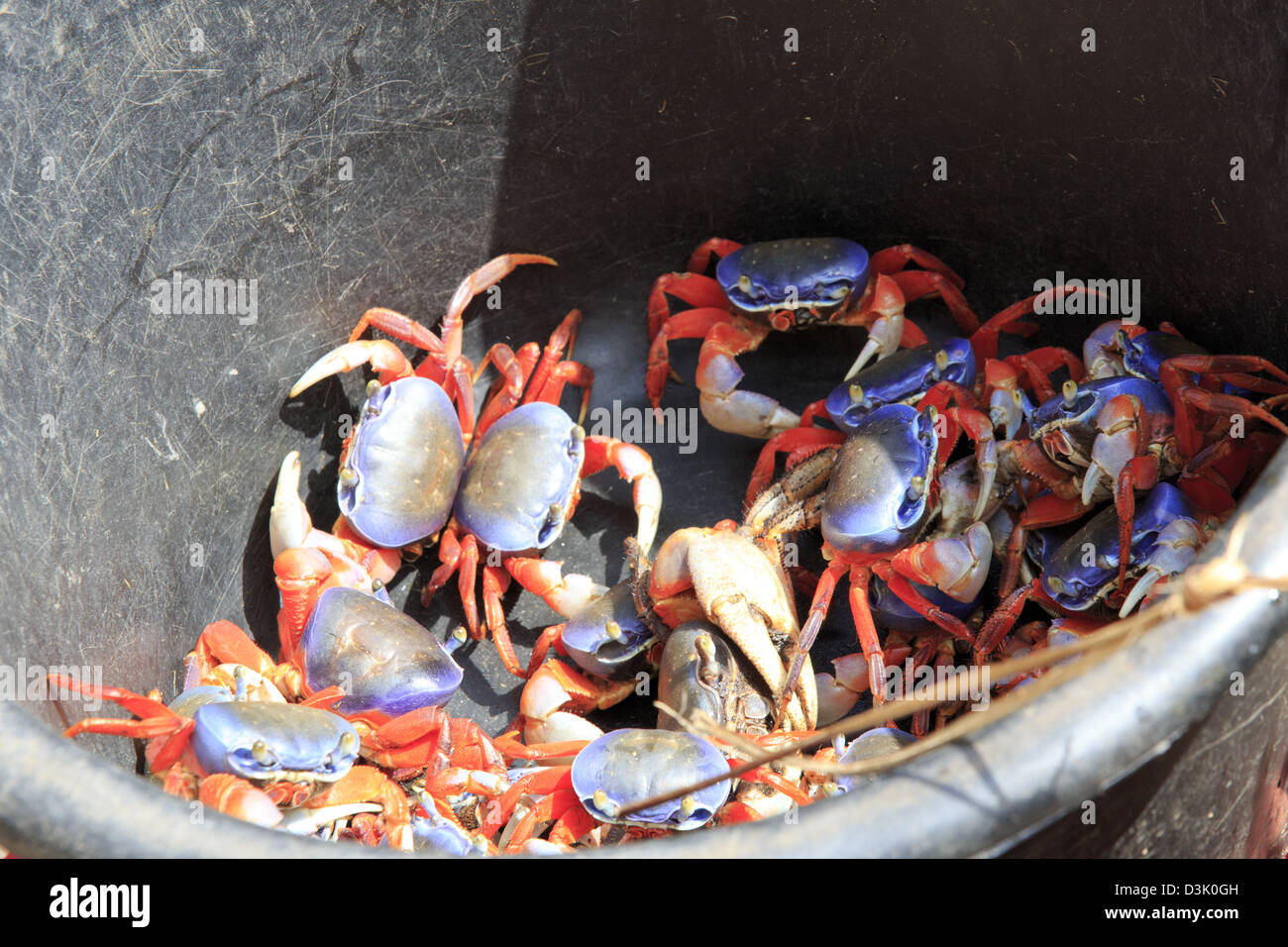 Bucket of land crabs for sale Stock Photo - Alamy