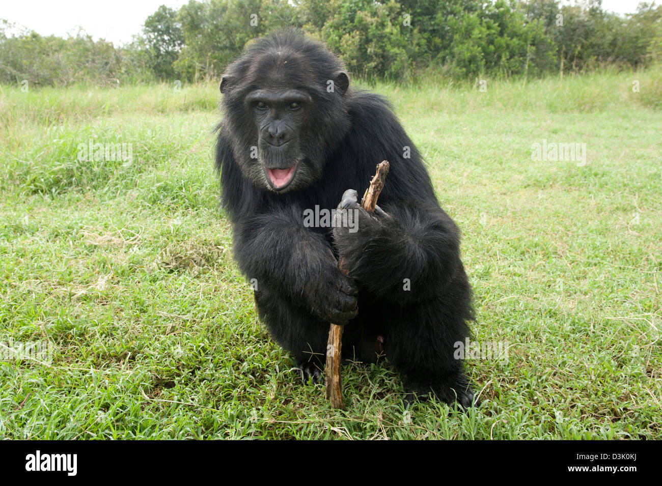 Chimpanzee, Pan troglodytes  , Sweetwaters Chimpanzee Sanctuary, Ol Pejeta Wildlife Conservancy, Laikipia, Kenya Stock Photo