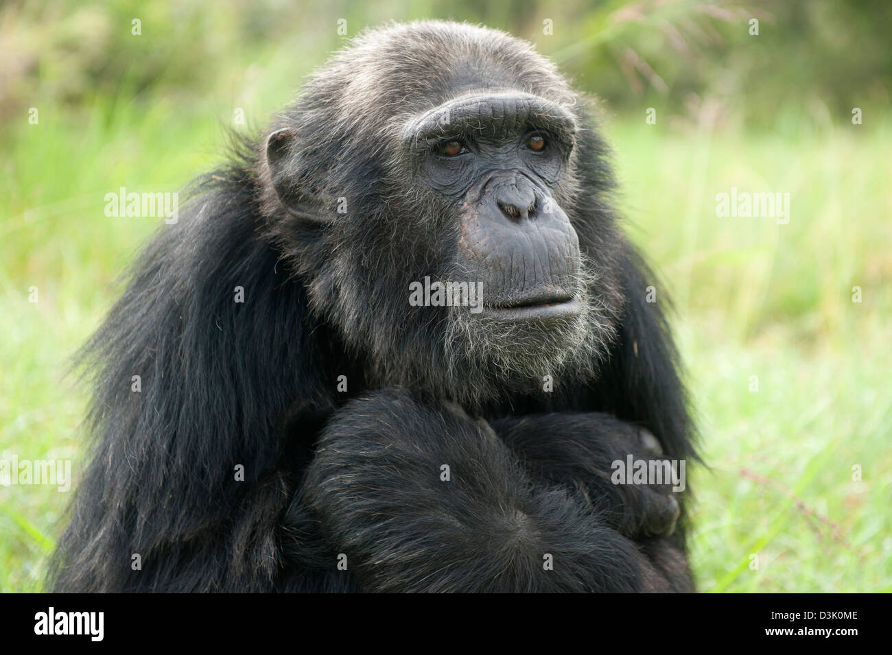 Chimpanzee, Pan troglodytes  , Sweetwaters Chimpanzee Sanctuary, Ol Pejeta Wildlife Conservancy, Laikipia, Kenya Stock Photo