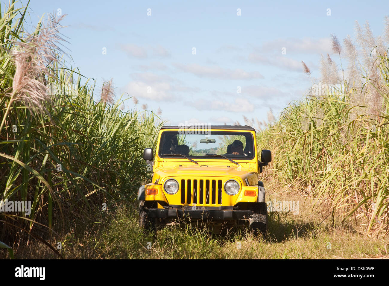 america, caribbean sea, hispaniola island, dominican republic, area of higuey, sugar cane