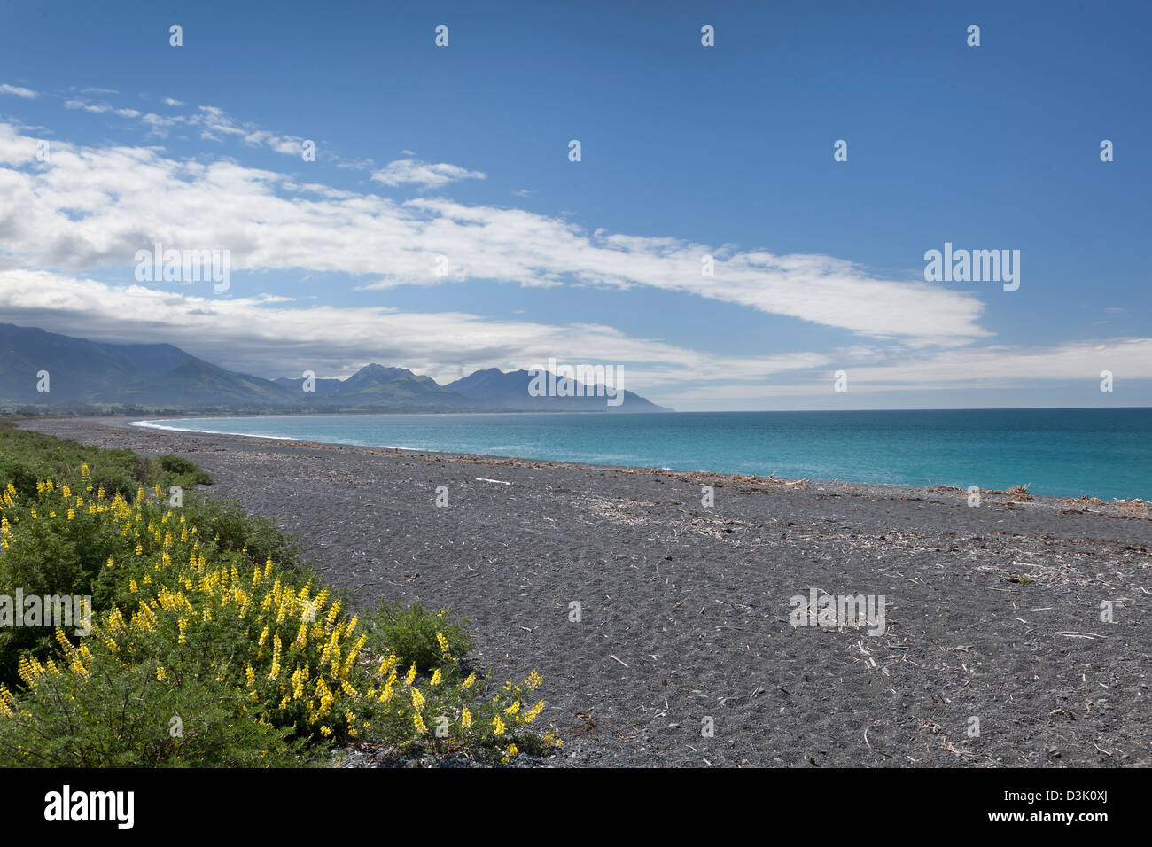 Beach at kaikoura with yellow lupins in springtime, New Zealand Stock Photo