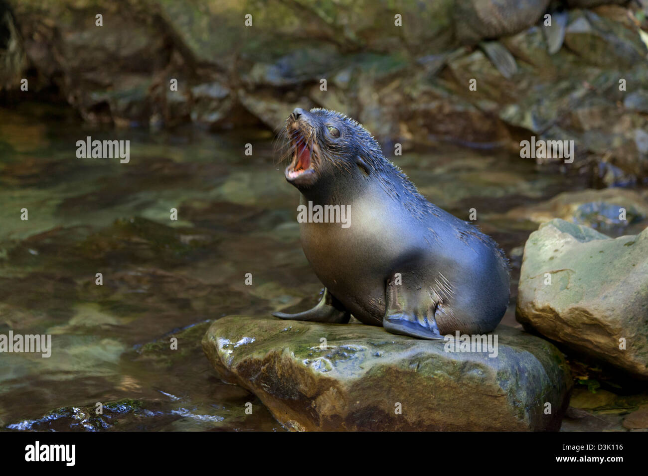 Yawning Ohau Streams seal pup sitting on a rock, New Zealand Stock Photo