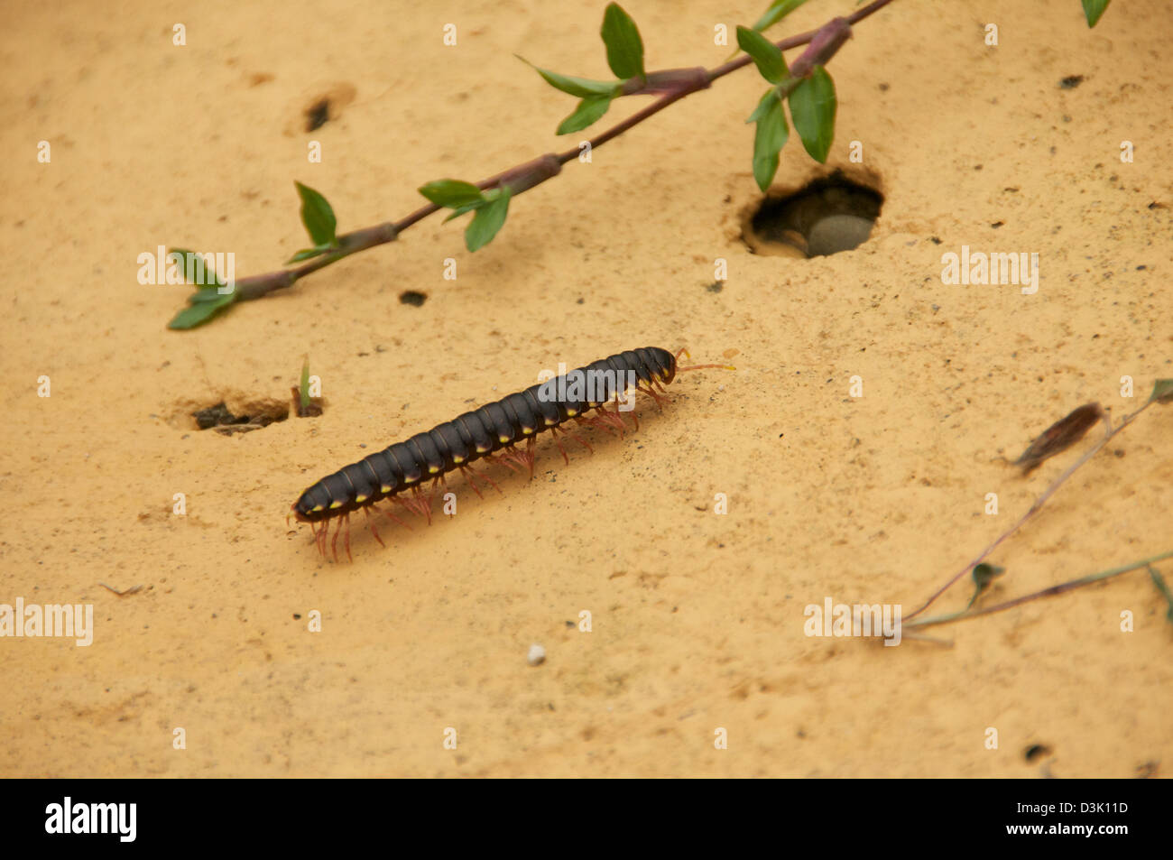 Centipede crawling along the sidewalk in Costa Rica Stock Photo Alamy