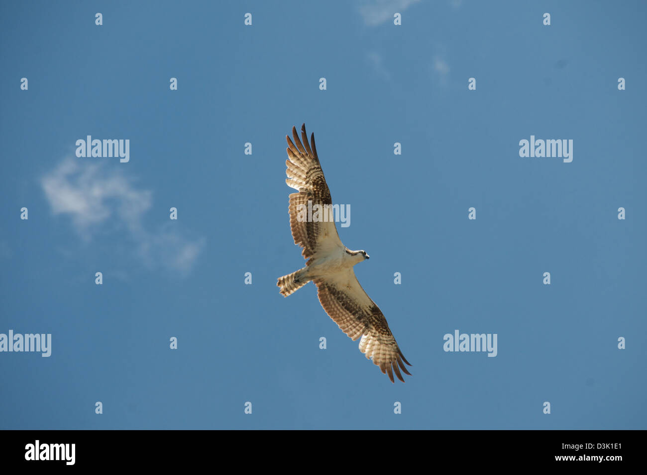 A view from below of a hawk with wings spread in flight Stock Photo