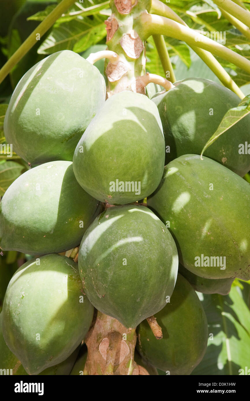 america, caribbean sea, hispaniola island, dominican republic, area of